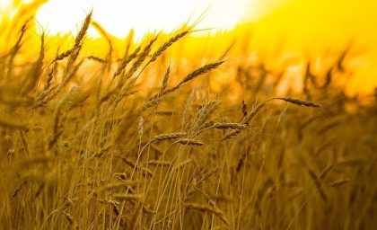 فراخوان انتخاب مراکز خرید گندم و دانه های روغنی سال ۱۴۰۵