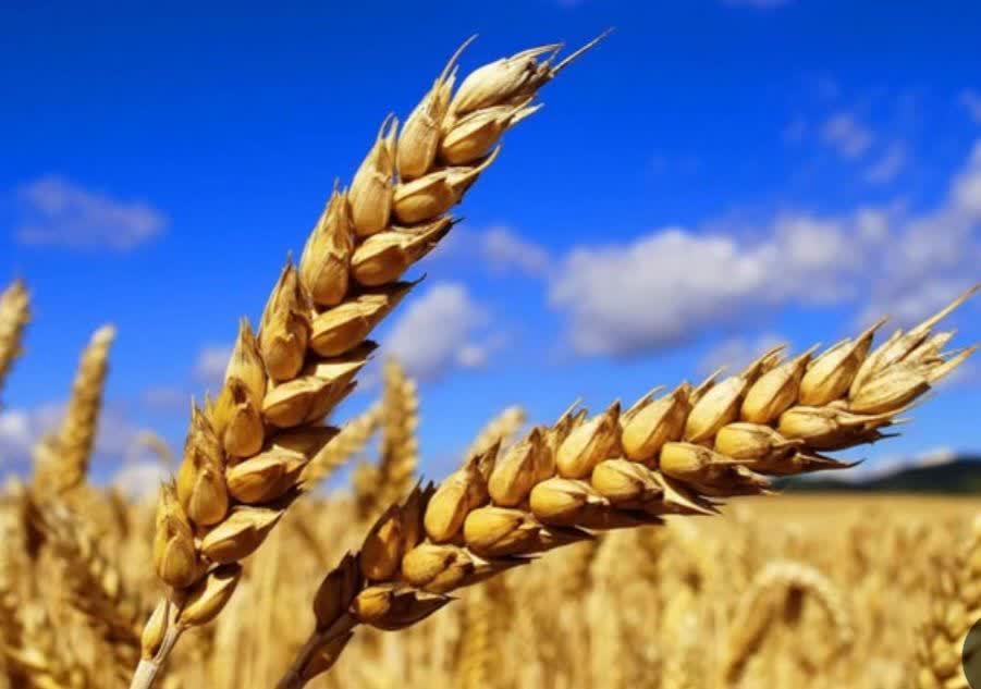 خرید ۹۴۳۰ تن گندم از کشاورزان لرستانی