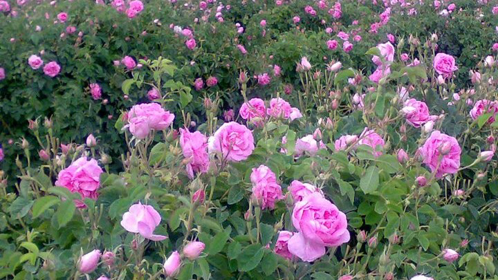 درآمد ۷۰۰ میلیونی هر هکتار گل محمدی در لرستان / حرکت به سمت اسانس‌گیری»